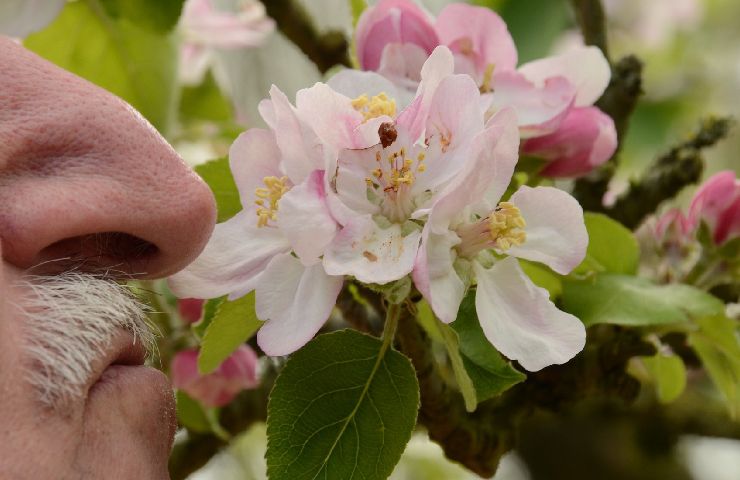 Uomo annusa fiori