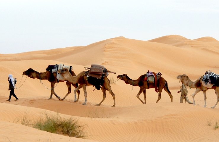 cammelli in Tunisia