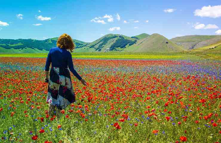 Campo di papaveri