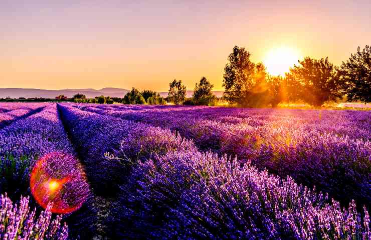 Campi di lavanda in Provenza