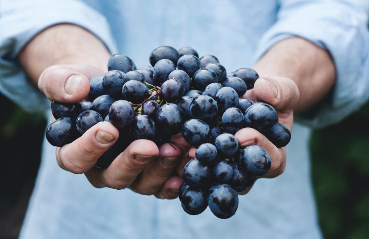 Uva per vino tenuta tra le mani di un coltivatore