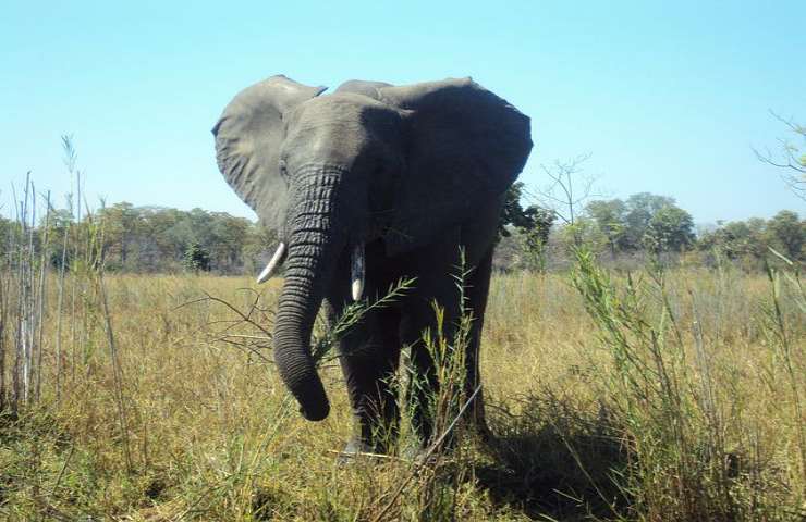 Elefante