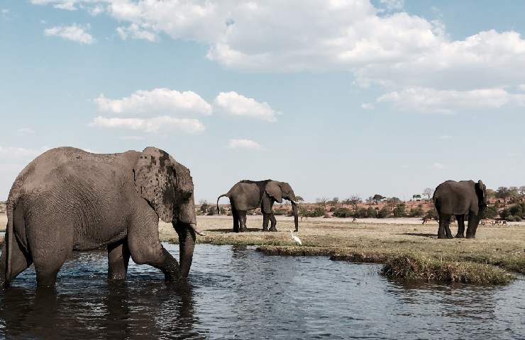 Elefanti in Botswana