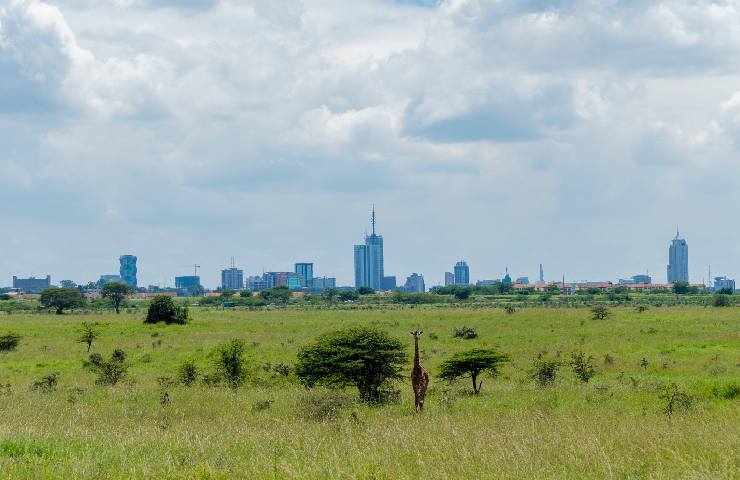 Giraffa nel parco nazionale di Nairobi