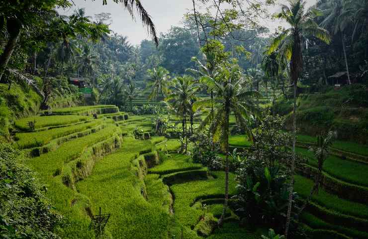 Paesaggio di Bali