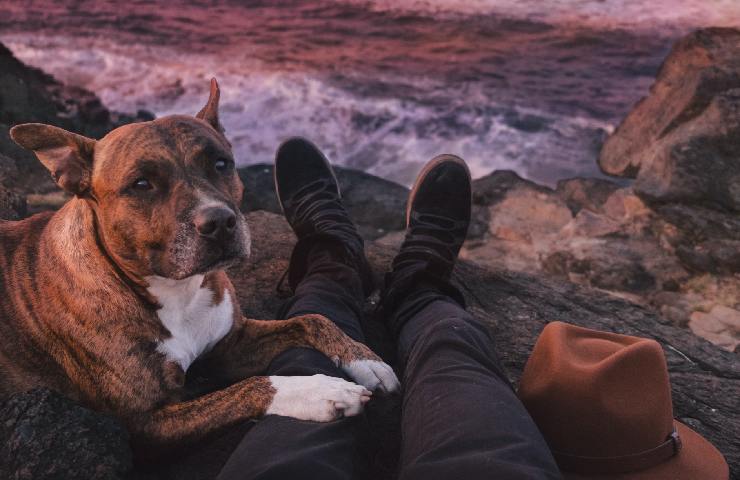 Cane al mare con il padrone