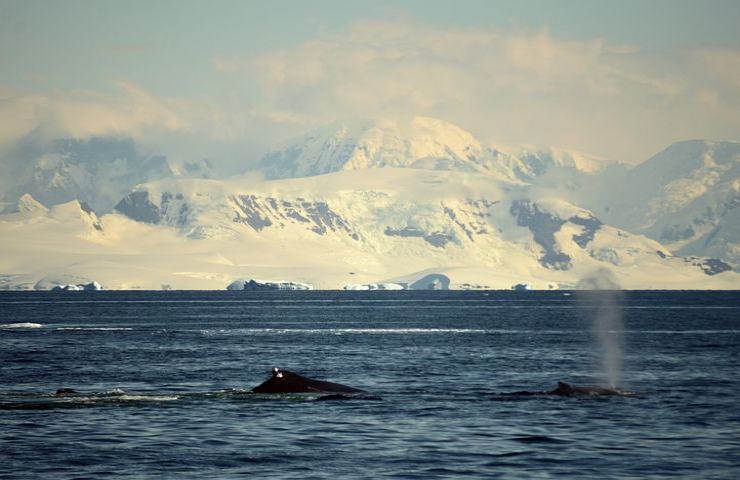 Balene in Antartide