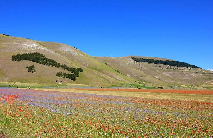 Fioritura Castelluccio 