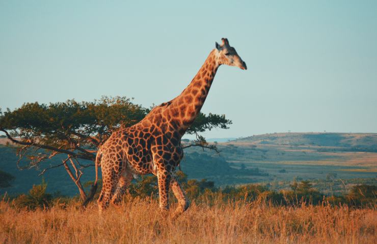 Giraffe Sudafrica