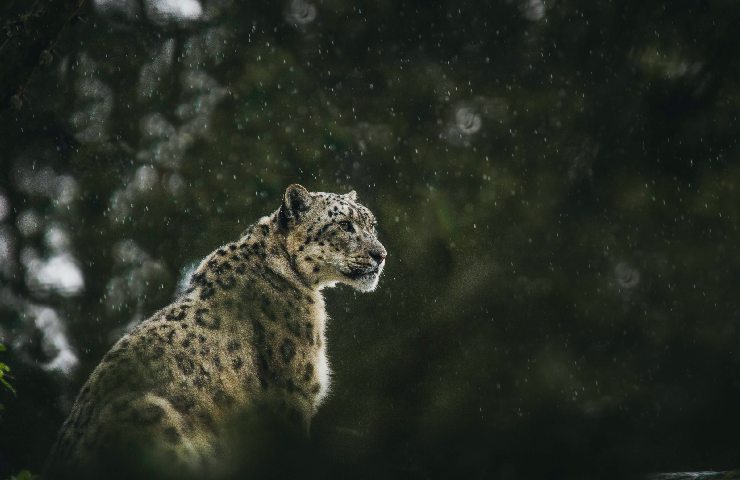 Leopardo delle nevi