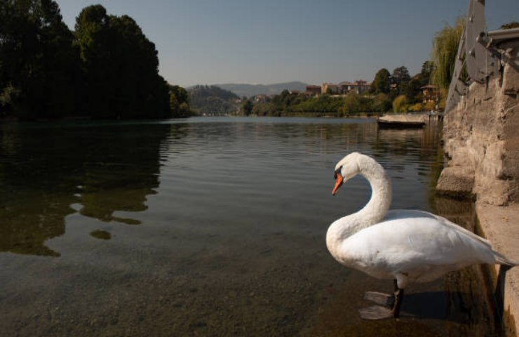 Cigno bianco al Parco faunistico La Torbiera