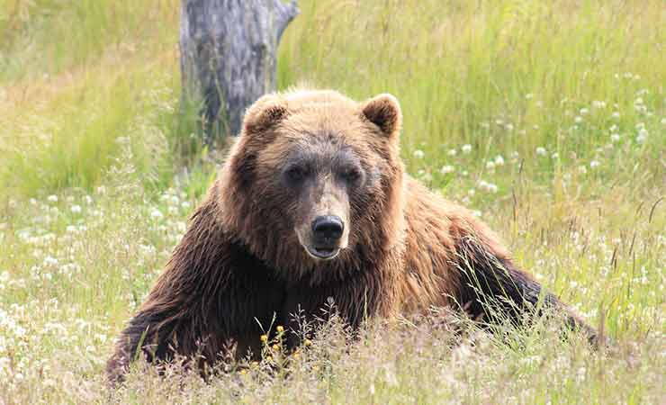 l'orso grizzly