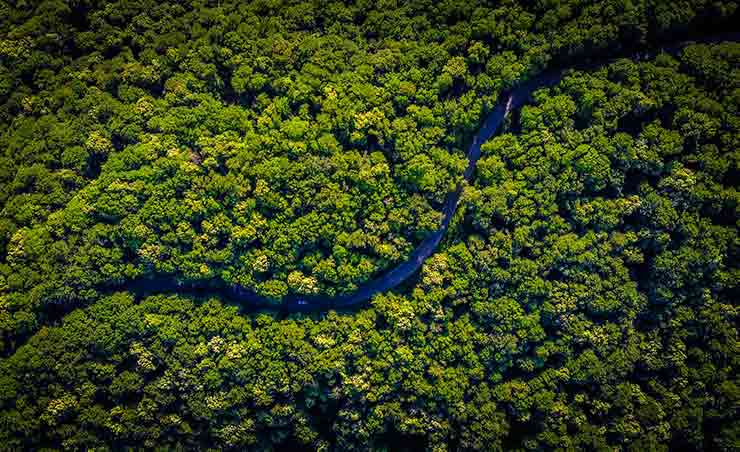 foresta amazzonica