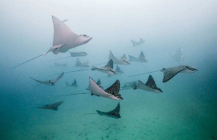 I siti per immersioni e snorkling sono davvero molti alle Corn Islands