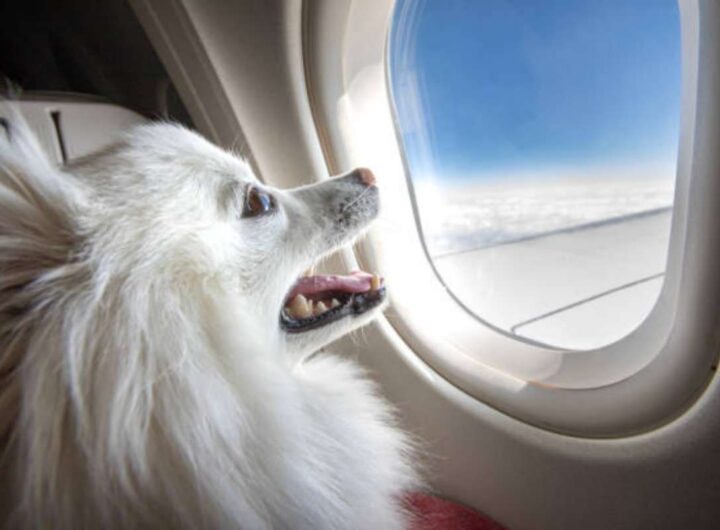 Nuove regole Enac sugli animali nelle cabine degli aerei