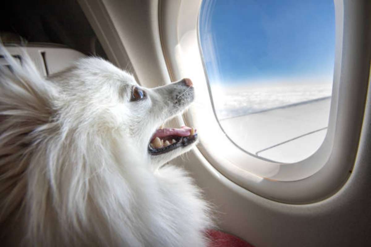 Nuove regole Enac sugli animali nelle cabine degli aerei