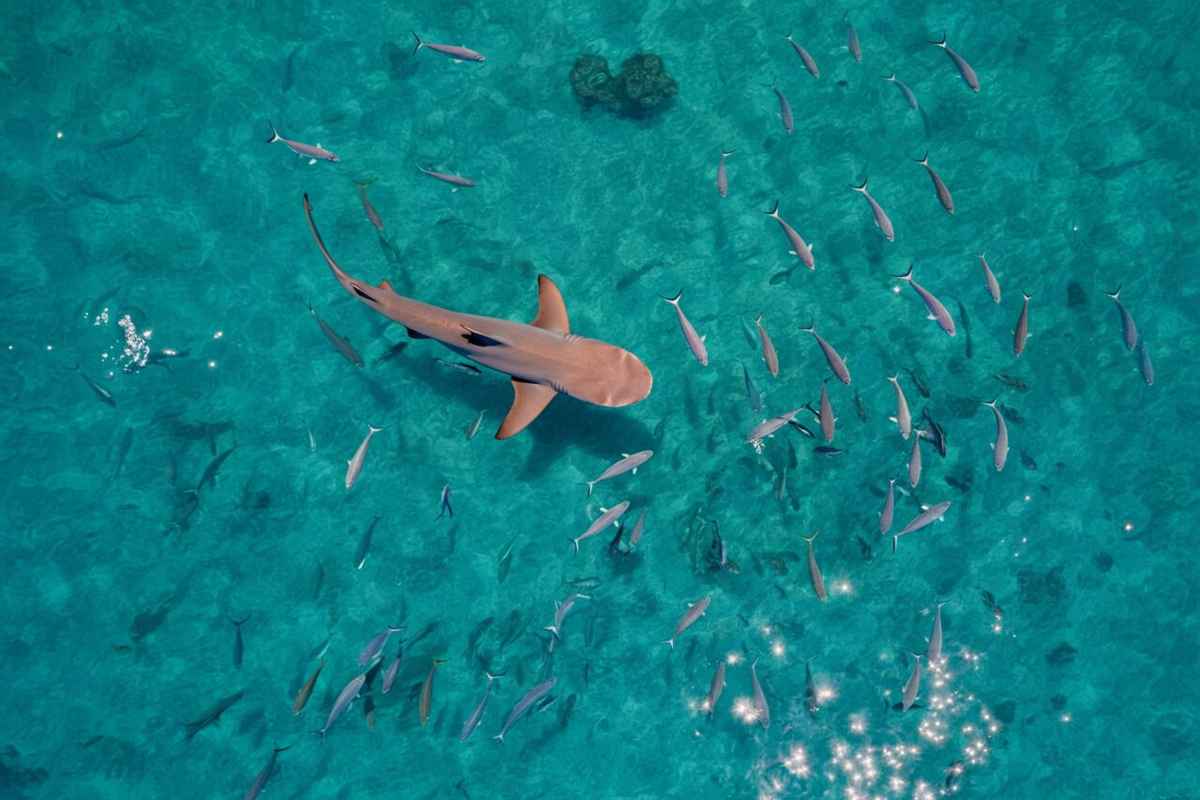 Scopri il vincitore del premio internazionale per il miglior fotografo aereo dell'anno
