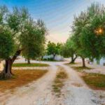 Scopri l'autenticità della Puglia rurale: settembre nei borghi nascosti della Valle d'Itria