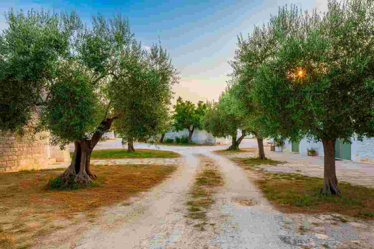 Scopri l'autenticità della Puglia rurale: settembre nei borghi nascosti della Valle d'Itria