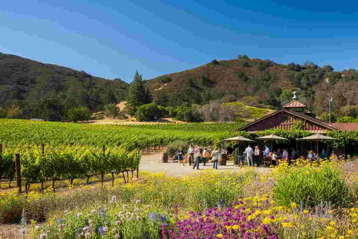 Scopri i segreti della California: un viaggio nel cuore del vino