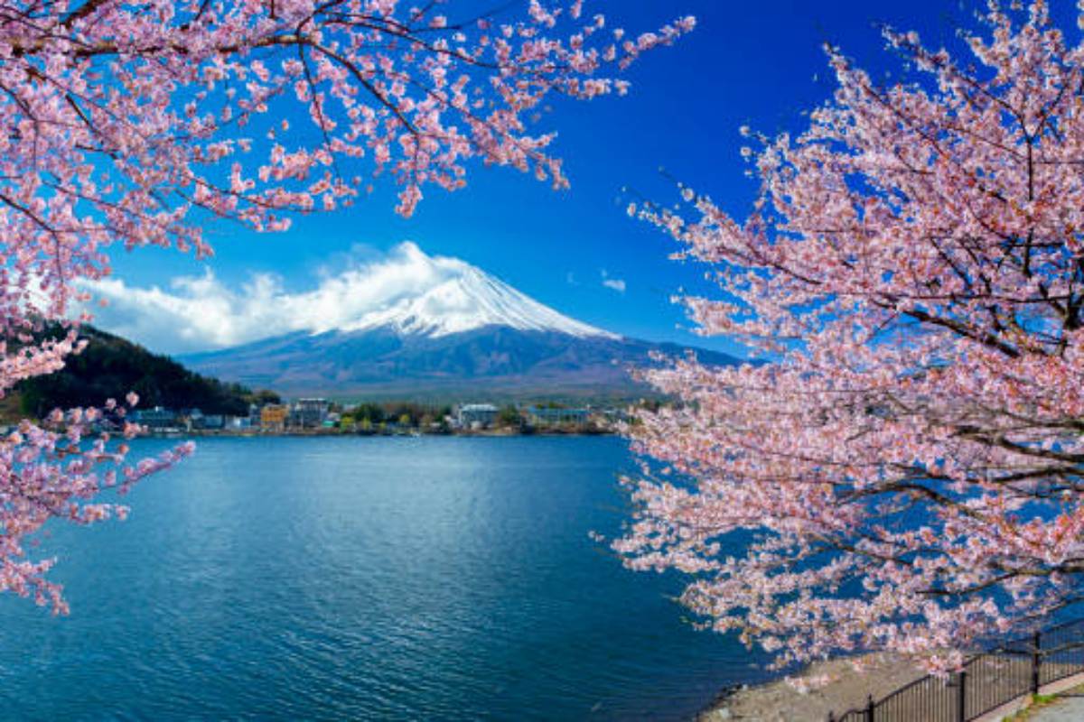Fioritura dei ciliegi in Giappone
