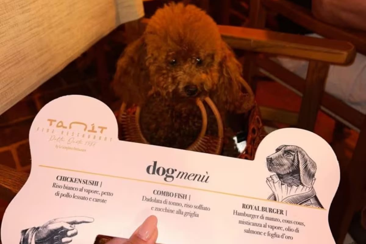 A Cortina apre ristorante di lusso: menù esclusivo anche per cani a 120 euro